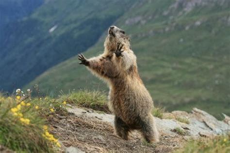Video Are You Intimidated By This Screaming Marmot John Hawkins