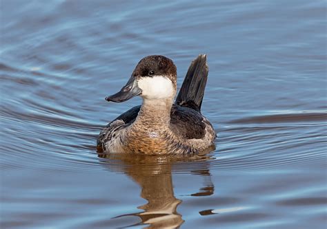 Ruddy Duck In Winter Photograph By Loree Johnson