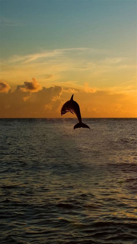 Beautiful Dolphins Jumping Wallpaper