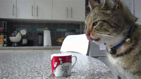 Coffee For Cats Youtube