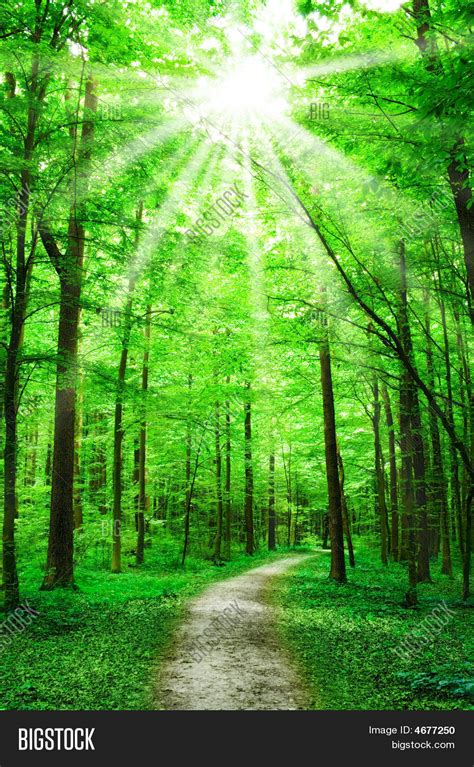 Nature Path In Forest With Sunshine Stock Photo And Stock Images Bigstock