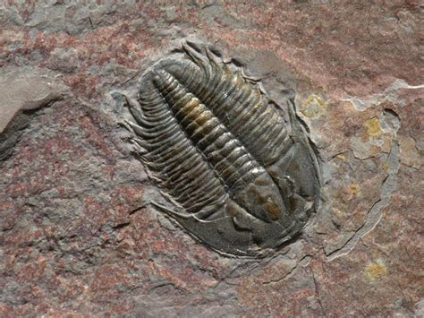 Cambrian Period National Geographic
