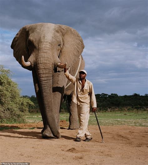 Stunning Photos Of African And Asian Elephants Offer Window Into Daily