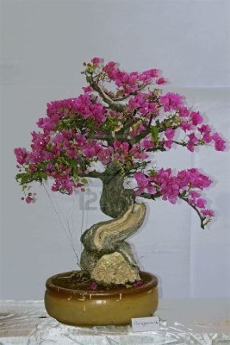 Check spelling or type a new query. World's Most Amazing Things: Amazing Bonsai Flower And ...