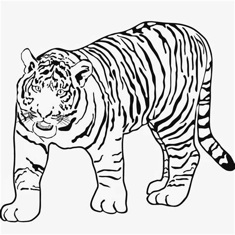 Tiger Ausmalbilder Zum Ausdrucken Tigre Zum Ausmalbild Ausmalen Tigres