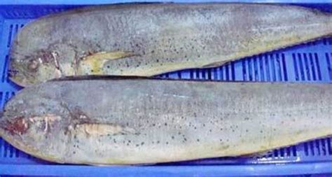 Frozen Mahi Mahi Fish At Best Price In Veraval Jamadar Exports