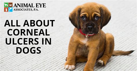 Cataract surgery removes the damaged lens from your eye after it becomes too cloudy or yellowed and your vision is deeply impaired. All About Corneal Ulcers in Dogs - Blog - Animal Eye ...