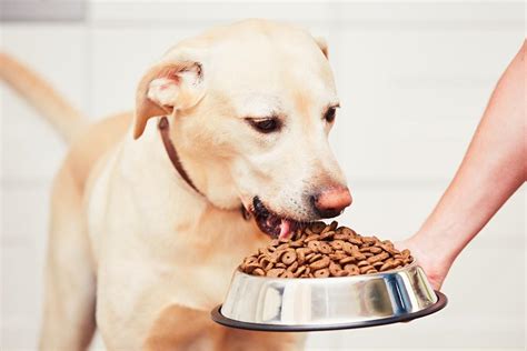 The puppy food, falling in the category of the best puppy food, will have innumerable advantages over the cheap foods, for example, it will have a longer shelf life as compared to the cheapest stuff. » Top 10 best puppy food brands