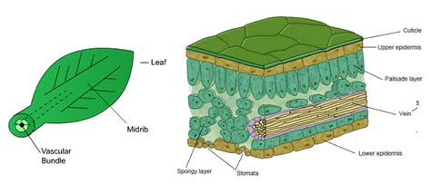 Explain Xylem And Phloem Difference Between Xylem And