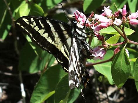 Pale Tiger Swallowtail Papilio Eurymedon Bugguide Net