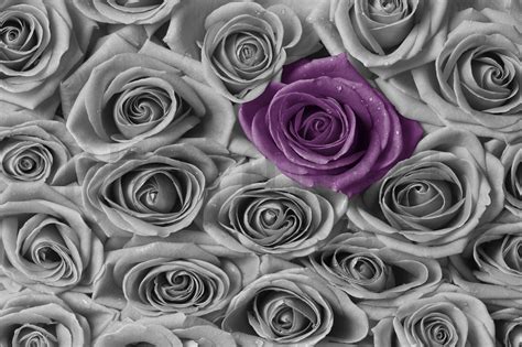 We have an extensive collection of amazing background images carefully chosen by our community. Roses - Purple and Grey - Wall Mural & Photo Wallpaper ...