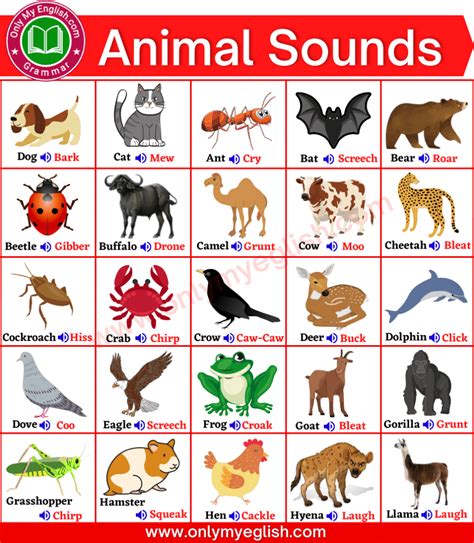 Animal Sounds Name List In English