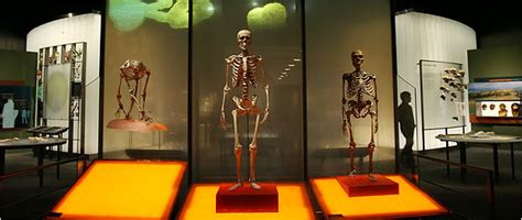 Hall Of Human Origins Exhibition Review The New York Times
