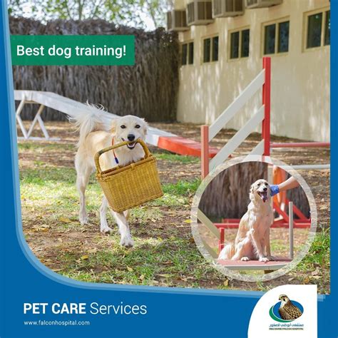 From puppies to seniors, we help dogs of all life stages put their best paw forward with positive dog training classes. Abu Dhabi Falcon Hospital in 2020 | Pet care, Best dog ...