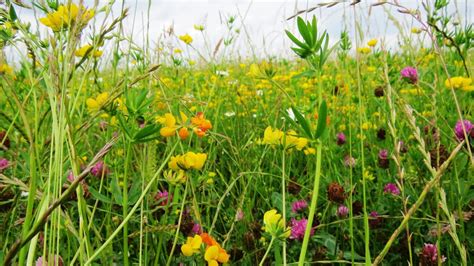 Wildflower Rich Grassland Restoration Advice For Livestock Farming