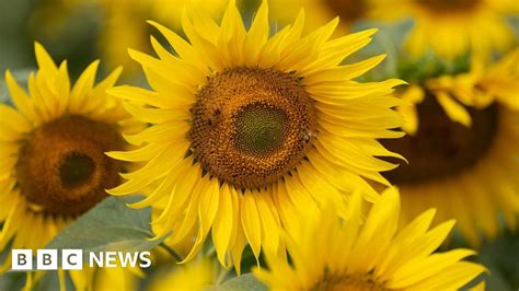 Hayling Island Sunflower Farm S Plea Over Naked Photo Shoots