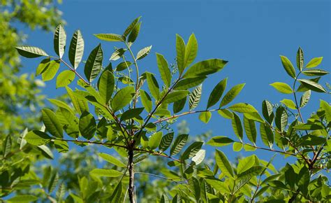 7 Harmful Plants In Upstate Ny How To Identify Poison Ivy Sumac
