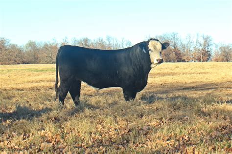 20 Simangus Herd Bulls Missouri
