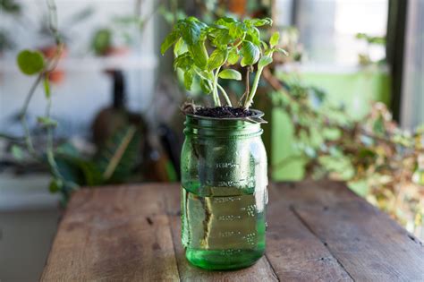 How To Create A Diy Self Watering Planter For The Home