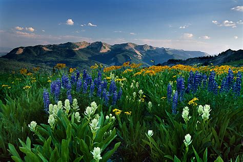 Mountain Wildflowers Colorado Photograph