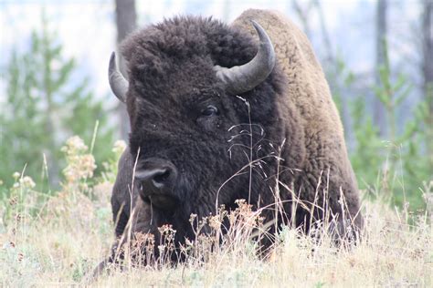 Buffalo In Yellowstone National Park Yellowstone National