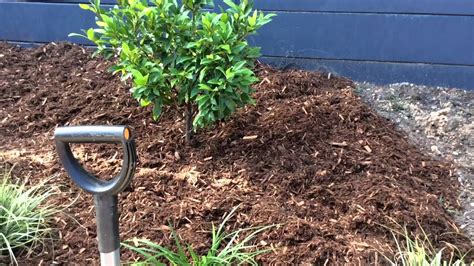 It prevents weeds from growing because weed seeds need light to germinate, and mulch keeps them in the dark. Cypress Blend Garden Mulch - YouTube