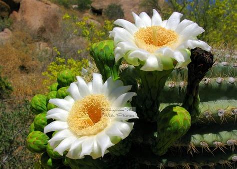 Arizona State Flower Flickr Photo Sharing