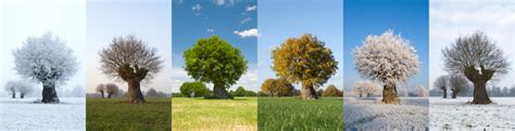 Tree summer and autumn.green and orange trees. One Tree In Different Seasons Stock Photo - Download Image ...