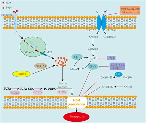 Frontiers Ferroptosis A Novel Therapeutic Target For Ischemia