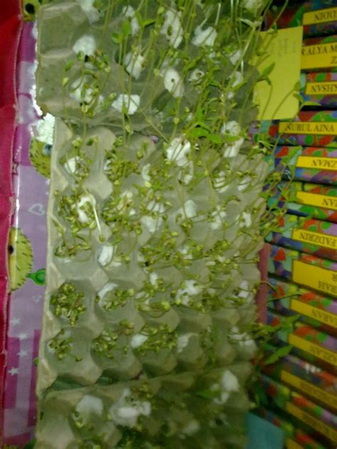 Kacang hijau ditanam dengan cara ditunggal dan ditanam 2 atau 3 biji per lubang. © Pradidik SKP8 ( F ): percambahan biji benih