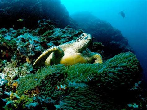 Hiding Turtle Sea Life Photo 10830526 Fanpop