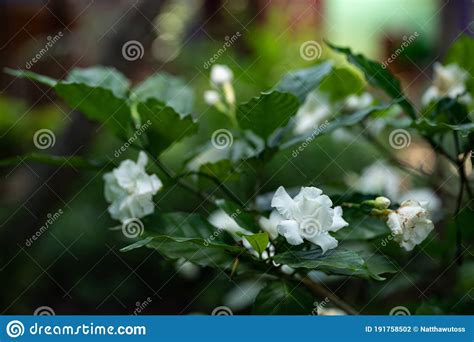 Gardenia Jasminoides White Big Flower And Green Leaf Stock Photo