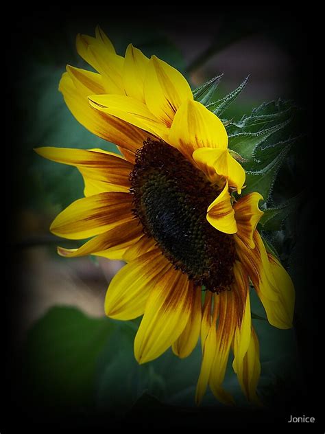 Sunflower Side Shot By Jonice Redbubble