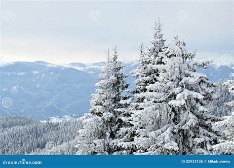 Snowy Trees Stock Photo Image Of Frosty Landscape Outdoor 32924136