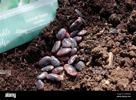 Runner Bean Seed Streamline Phaseolus Coccineus Scarlet Runners