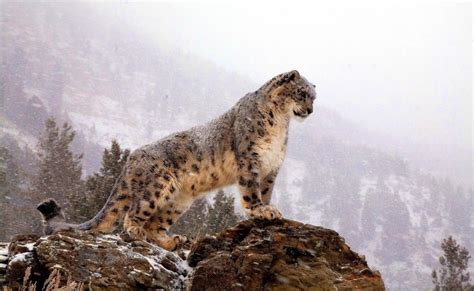 Leopardo De Las Nieves Es Protegido Por 12 Países De Asia Veoverde