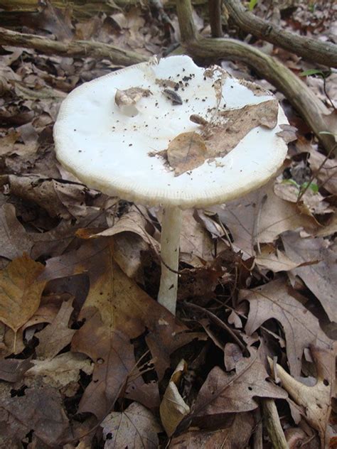 Identifying Ohio Mushrooms