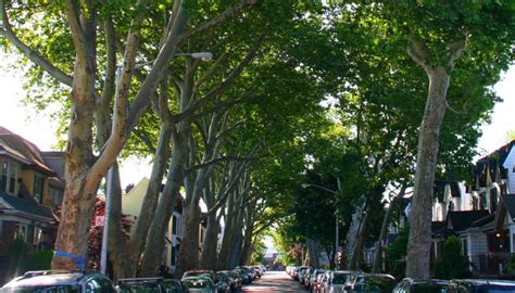 For example, berkeley square's london planes, which i've walked past countless times before, are valued at up to £750,000 each by london's tree officers. The Best Trees in Bay Ridge: London Plane | Hey Ridge