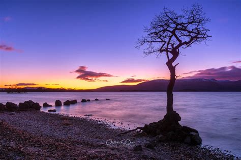 Loch Lomond And The Famous Tree At Sunset Famous Trees Loch Lomond