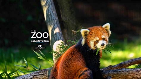 The Zoo Moves To New Time 8pm Etpt On Animal Planet Newsroom