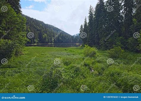 Beautiful Scenery Of Synevyr Lake In Summer Morning Light Spruce