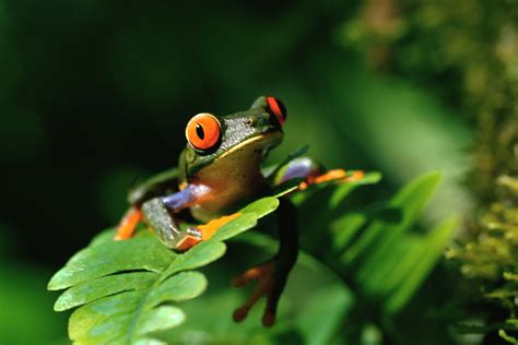 Animal Red Eyed Tree Frog Hd Wallpaper