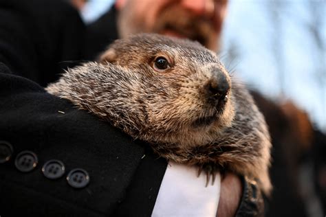 No Dia da Marmota, conheça animal de 'Feitiço do Tempo' - 02/02/2023