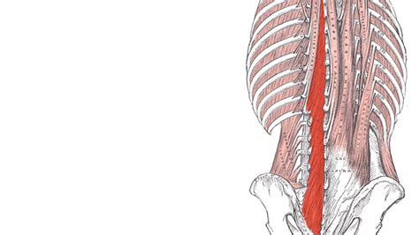Is Multifidus The New Psoas Fresh Insight Into Relieving Back Pain