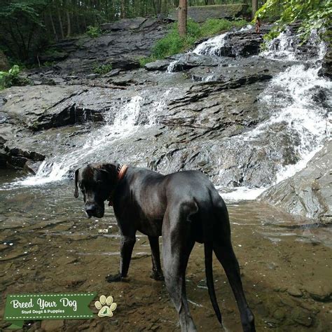 Rottweilers tend to only have short black and mahogany fur with specific markings on the head and chest. Stud Dog - Black with white patch on chest - Breed Your Dog