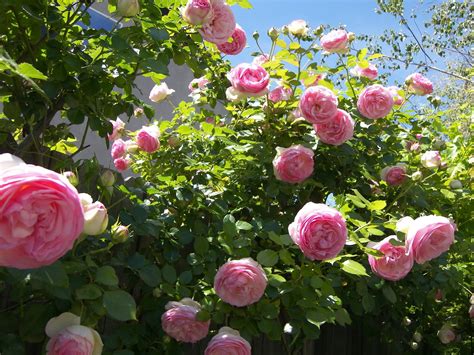 Mastering Horticulture Eden Rose