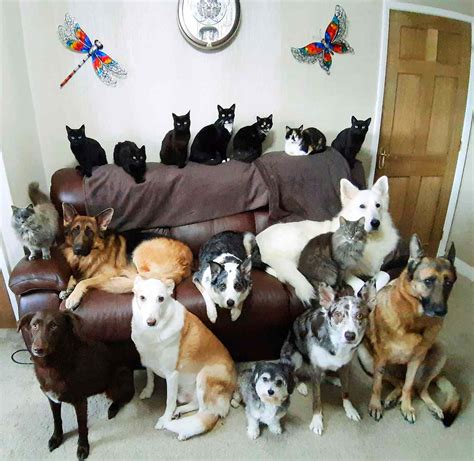 Woman Gets All 17 Cats And Dogs To Pose For Picture