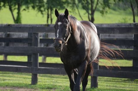 Kentuckys Greatest See Champion Horses At Kentucky Farms The