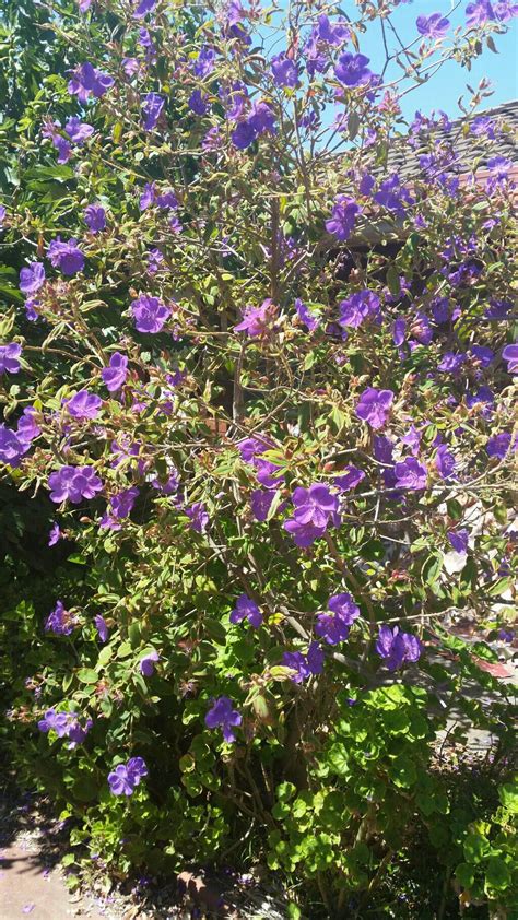 Arizona annual flower planting guide: identification - What is this tree with purple flowers ...