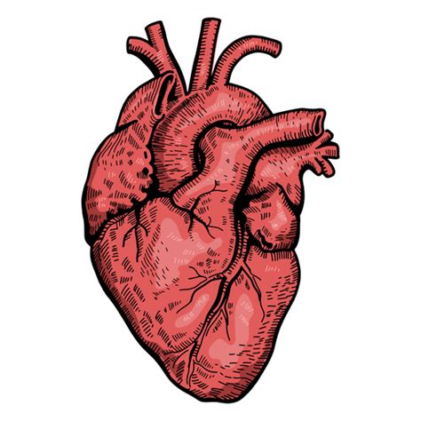 Realistic Heart Illustration Png And Svg Design For T Shirts